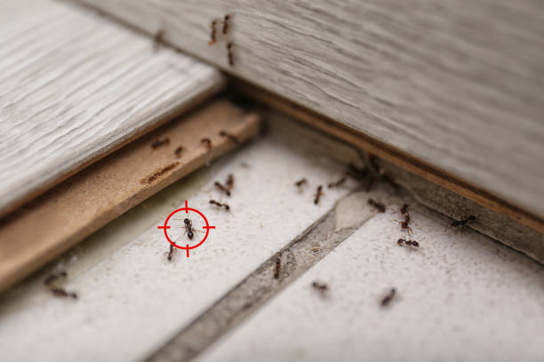 Pest Control Cost in Dayton, OR